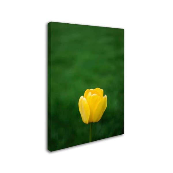 Kurt Shaffer 'A Lone Yellow Tulip' Canvas Art,35x47